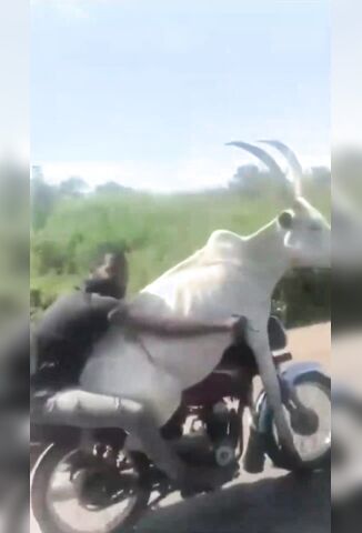 Gotta Love Africa