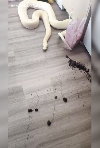 Feel Like Getting A Pet Snake Still