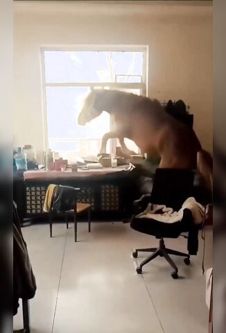 Bring Your Pet To Work Day