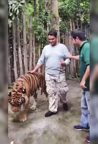 Man Gets Excited For A Selfie With A Tiger