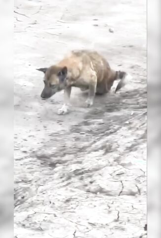 Man Trains His Dog To Be A Cripple For Begging
