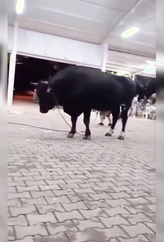 Hey Bull How Are You