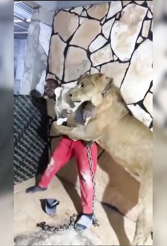 Employer Lets His Pet Lion Entertain The Workers