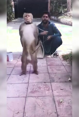 Monkeys Are Fun
