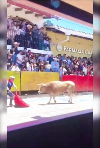 Male Outsmarting A Bull
