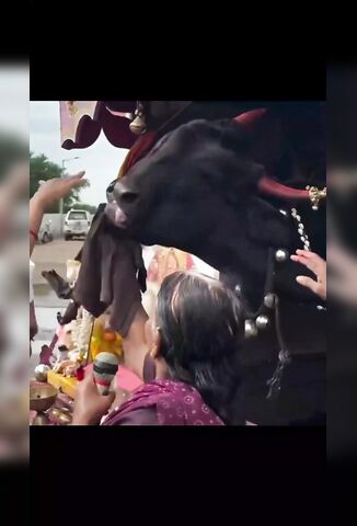3rd World Mentality - Look A Two Headed Cow Must Worship it