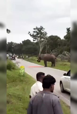 Tourist Pisses Off An Elephant