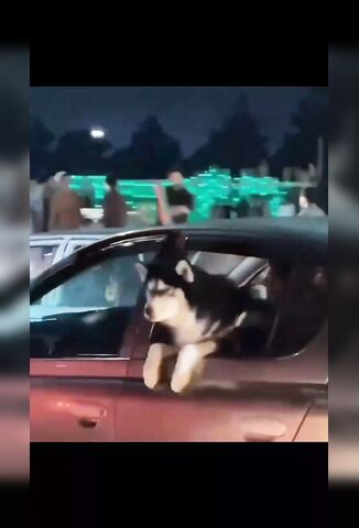 Assholes Slap A Cute Husky Getting Some Fresh Air