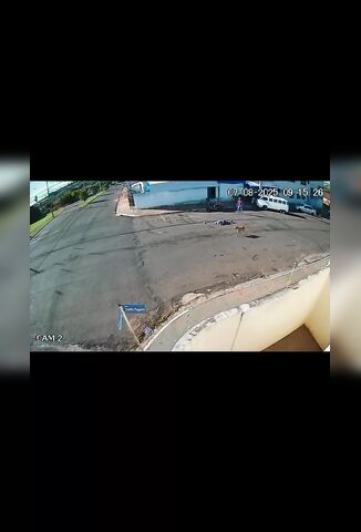 Dog Knocks Out Man Walking Down The Street