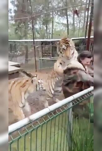 Tiger Tries To Take Vets Dry Robe