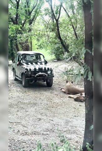 Zoo Keeper Eaten Alive By Lions When He Gets Out Of His Jeep At Thailand Safari Park