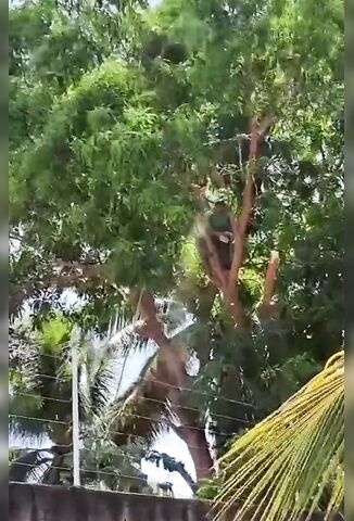Tree Surgeon Needs A New Job