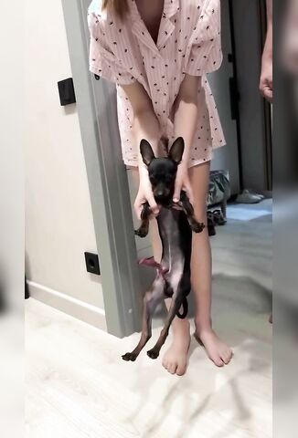 Porn Dog