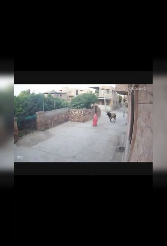 Pissed Off Cow Headbutts Woman Into The Wall