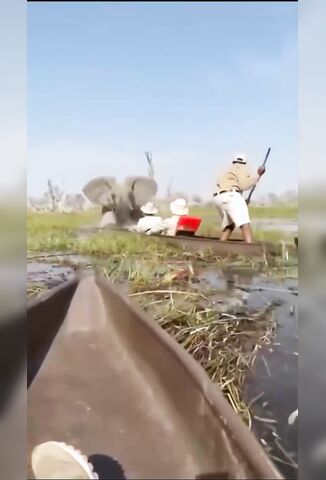 Tourists Get A Taste Of The Wildlife