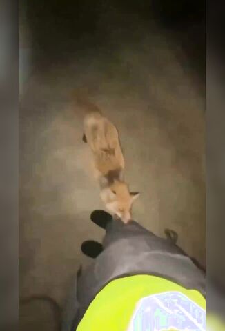 Rabid Fox Stalks Woman Like A Crazed Zombie