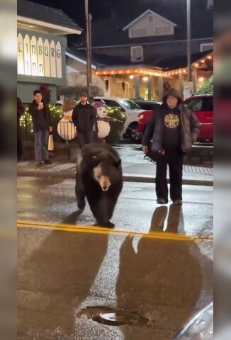 Idiot Tries To Slap A Bears Ass Walking Through Town To Move It On