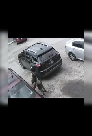 That's Some Sneaky Bag Snatchers Right There