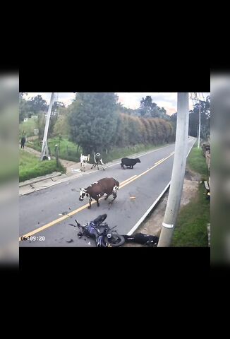 Spooked Cows Say Hello To A Passing Biker