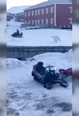 Imagine Living In A Town Where Polar Bears Hang Out