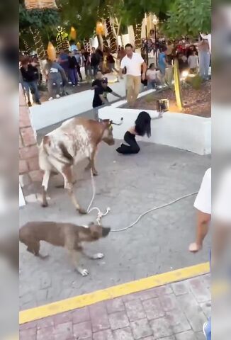 She Definitely FAFO With A Bull