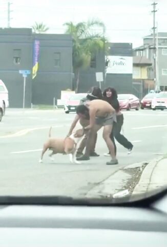 Pitbull Latches Onto Homeless Guy During Street Altercation