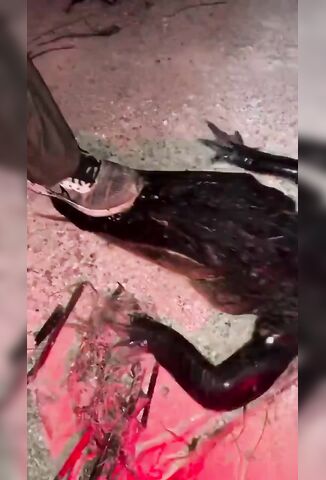 Stick A Finger In Its Butt