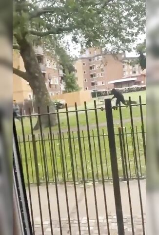 Woman Attacked By Three Pitbulls At London Park