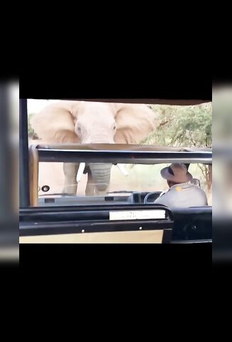 Elephant Gets Mad A Tourists On Safari