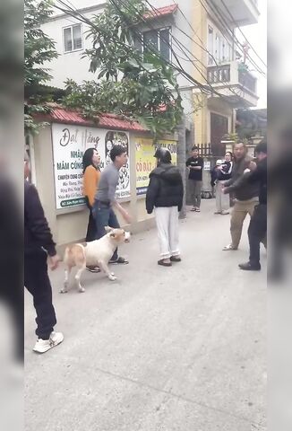 Asshole Uses His Pitbull To Attack Girl During Argument