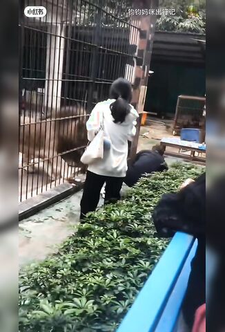 10 Year Old Girl Almost Mauled To Death By Two Lions