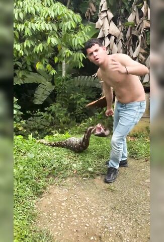 Poor Pup Was Swallowed Whole By An Articulated Python