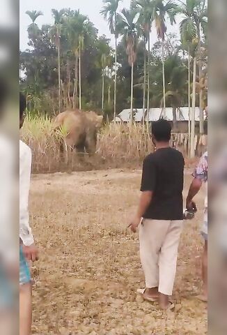 Angry Elephant Attacks Villager And Throws Him In The Air
