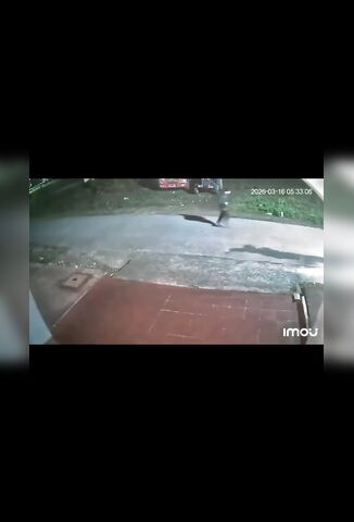 Man Out For His Morning Jog Gets Chased By A Rhino