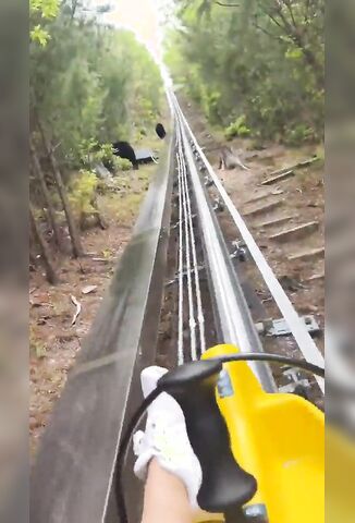 Meals On Wheels For Three Black Bears
