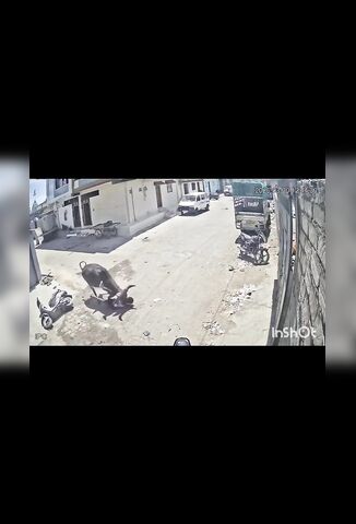 Cows Go Crazy As Scooter Rider