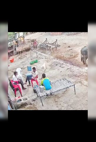 Rapid Stray Dog Gives Everyone Rabies In India