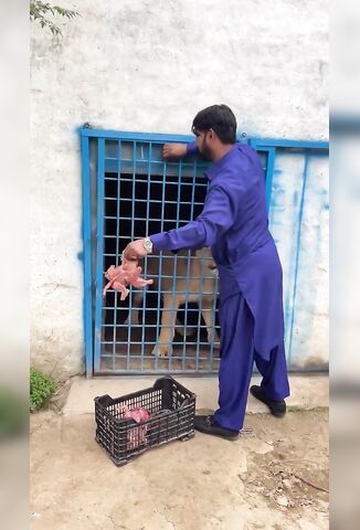 Time To Feed The Lion