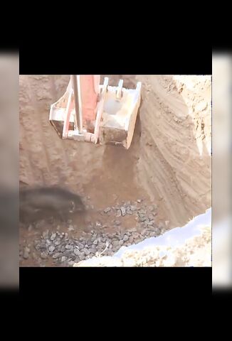 Angry Hog Is Angry But Successfully Rescued