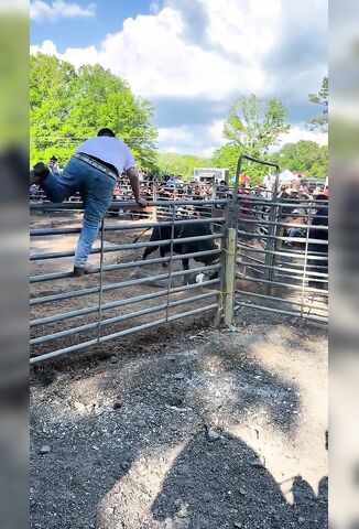 The Bull Hasn't Finished With You Yet