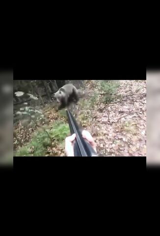 Man Holds Off A Bear Charge With The Threat Of His Shotgun