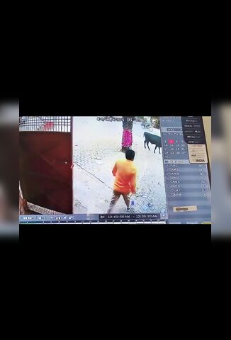 Man Pisses Off The Wrong Cow Outside His Business