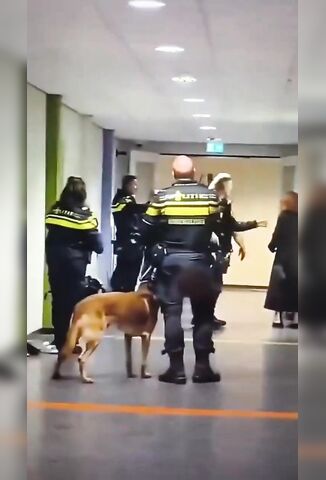 Pregnant Woman Slammed By Danish Cop