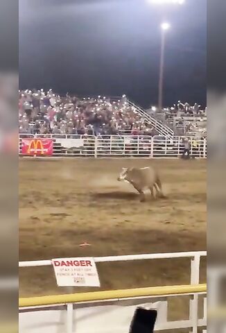 Pissed off Bull Gets Loose